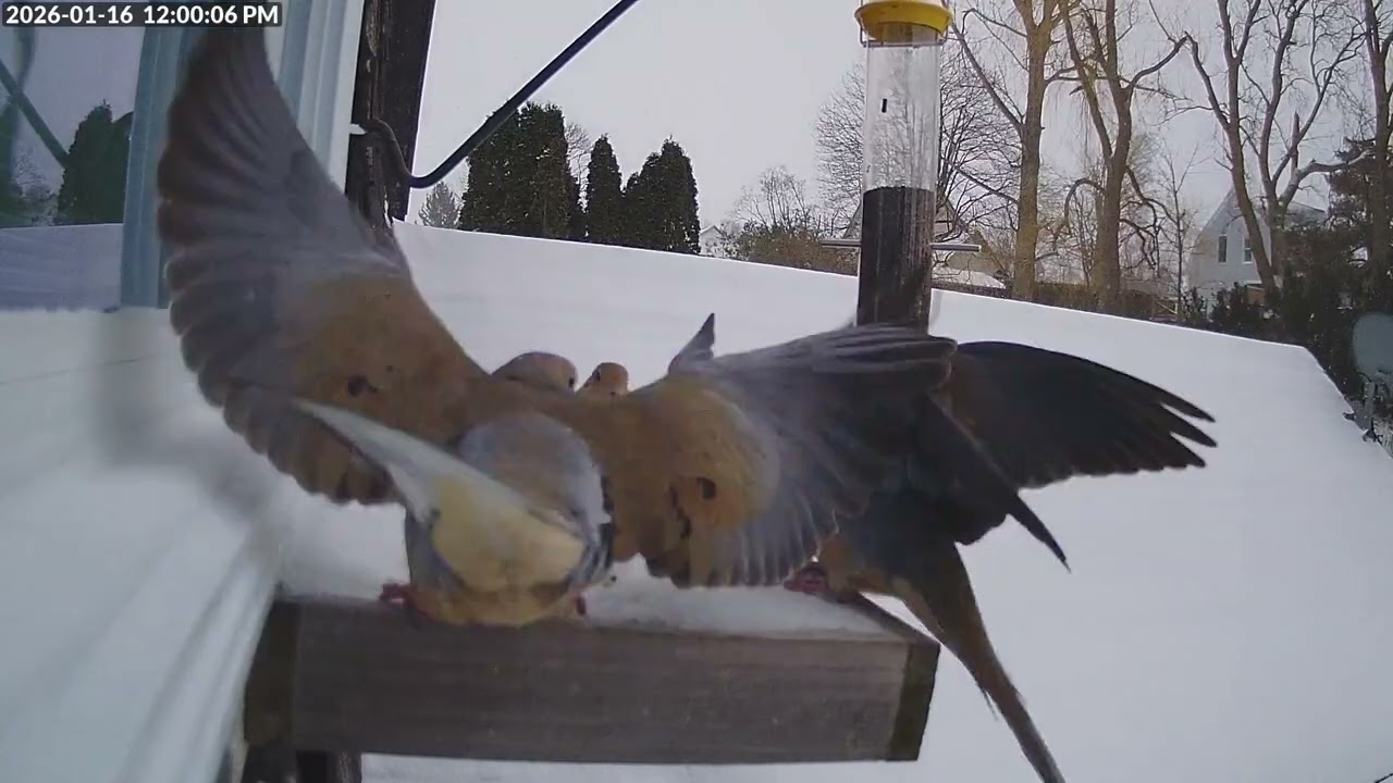 Daily Birdfeeder Highlight Reel (Friday)