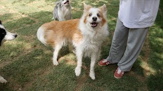 Does Border Collie become calm after a year of age? First of all, she is 10 years old.