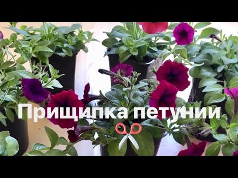 ✂️Прищипка ПЕТУНИИ ✂️ для роскошного цветения ✂️