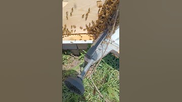 #3 of the moving bees videos #honeybee .from flow hive to langstroth.
