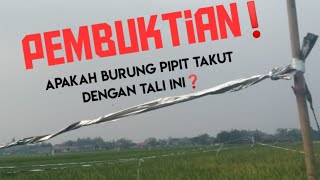 update how to repel sparrows with plastic rolls/prevent sparrows/Brantas sparrows