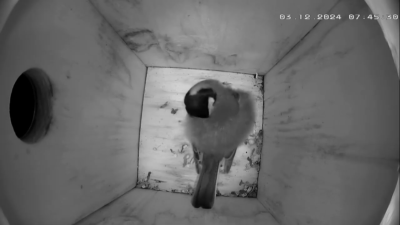 Kohlmeisenkasten - Great tit Nesting Box - 02.12.24 - 08.12.24
