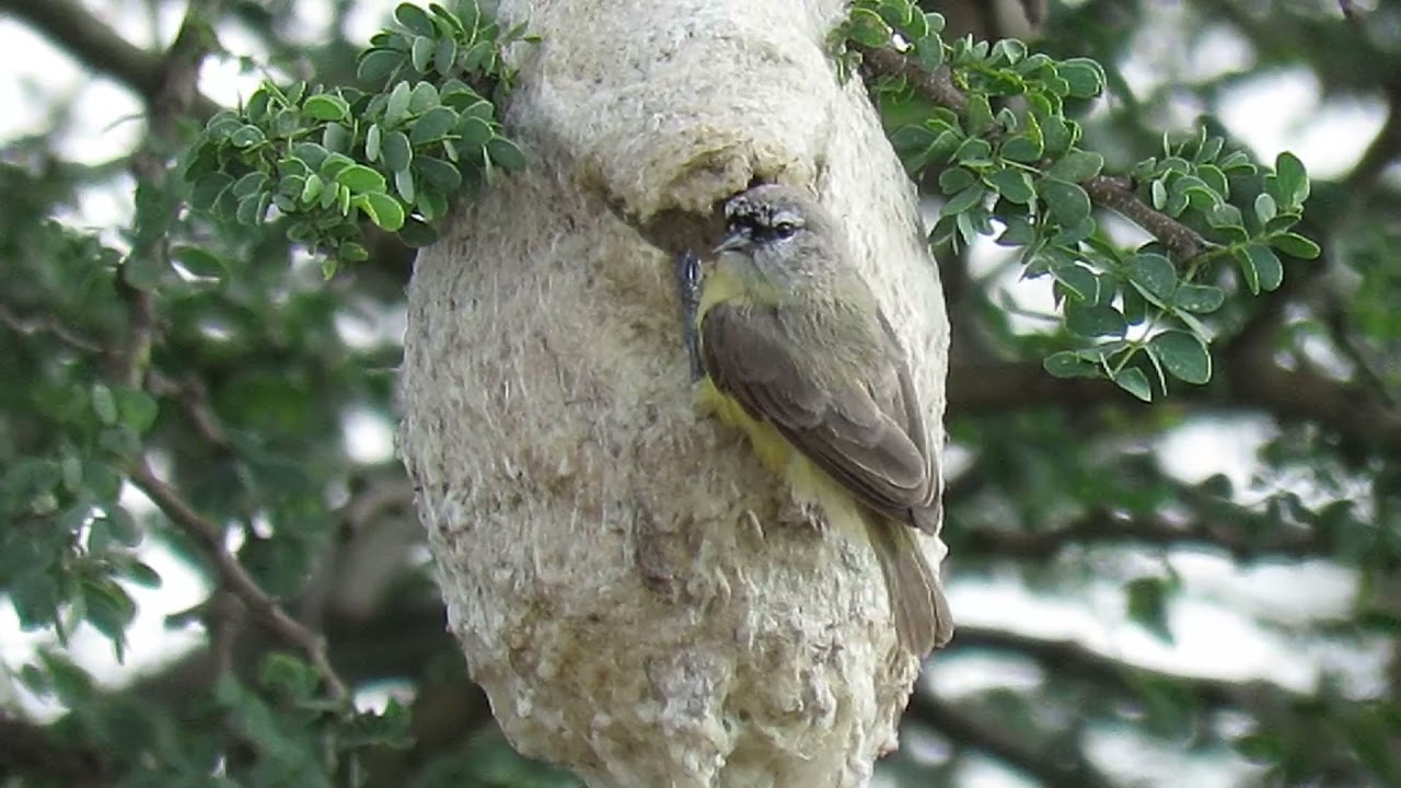 Kapokvoel, Cape Penduline-Tit.(Anthoscopus-minutus)