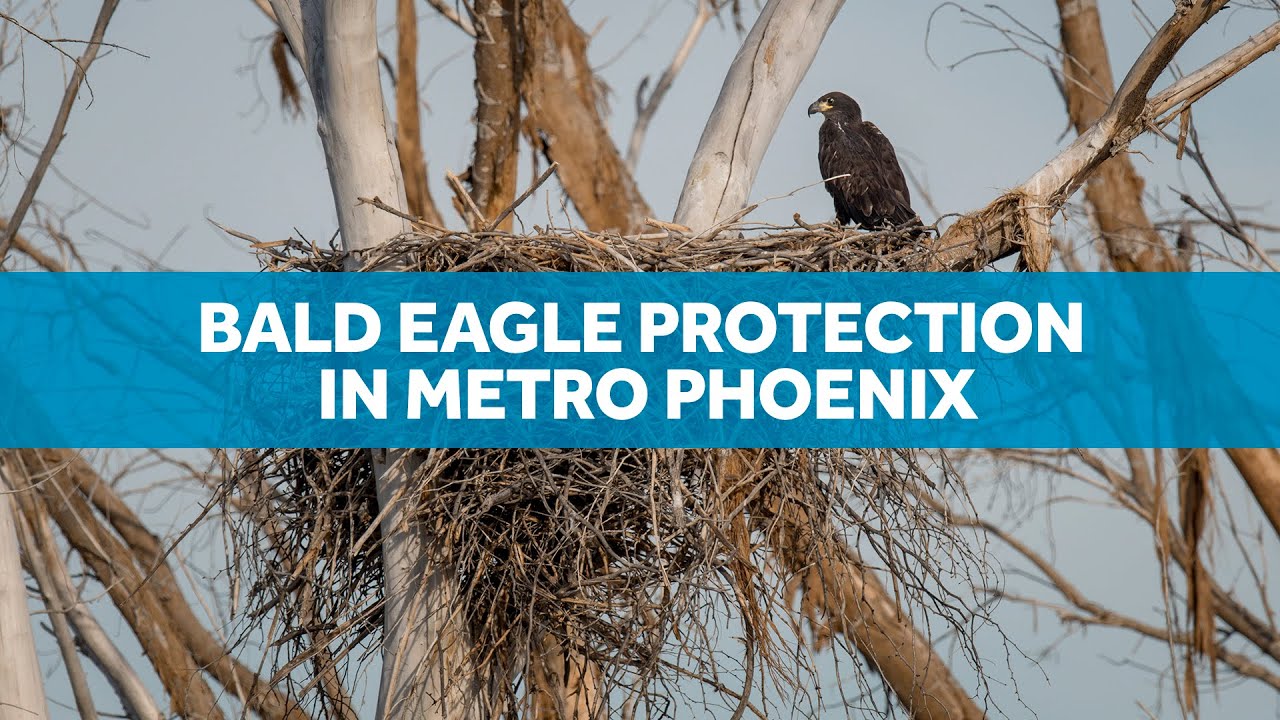 Bald eagle protection in metro Phoenix YouTube