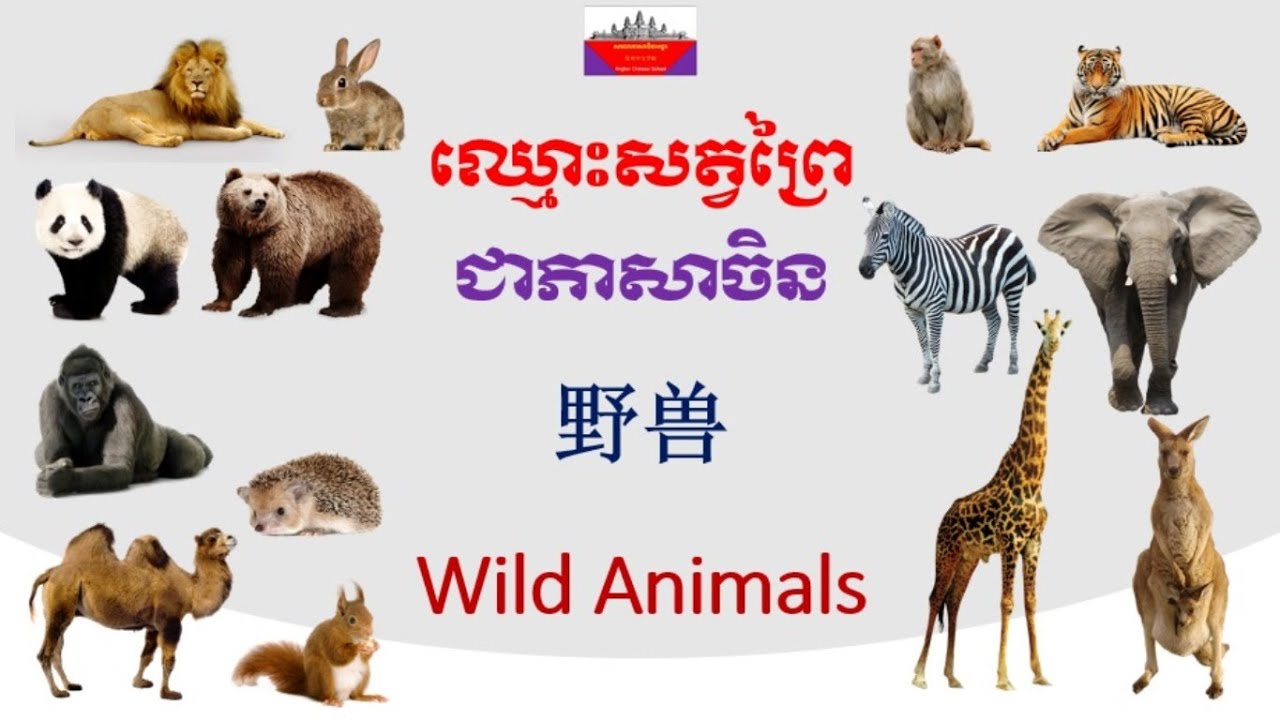 ឈ្មោះសត្វព្រៃជាភាសាចិន - Wild Animals in Chinese Language - 野兽 - YouTube