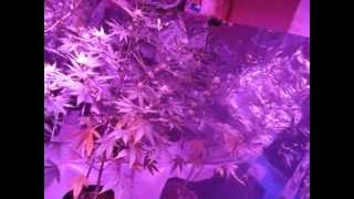 Bud room