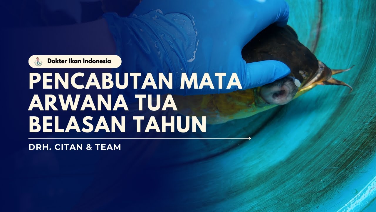PENGANGKATAN BOLA MATA ARWANA BELASAN TAHUN | DOKTER IKAN INDONESIA