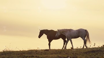 Horses running on a grass field