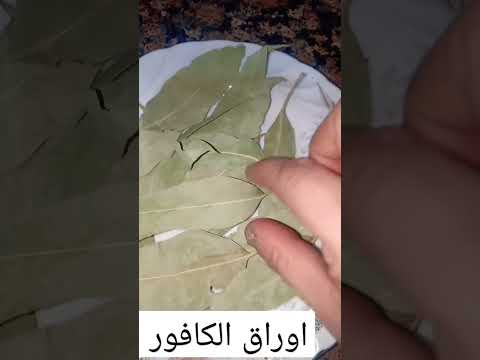 فوائد اوراق الكافور