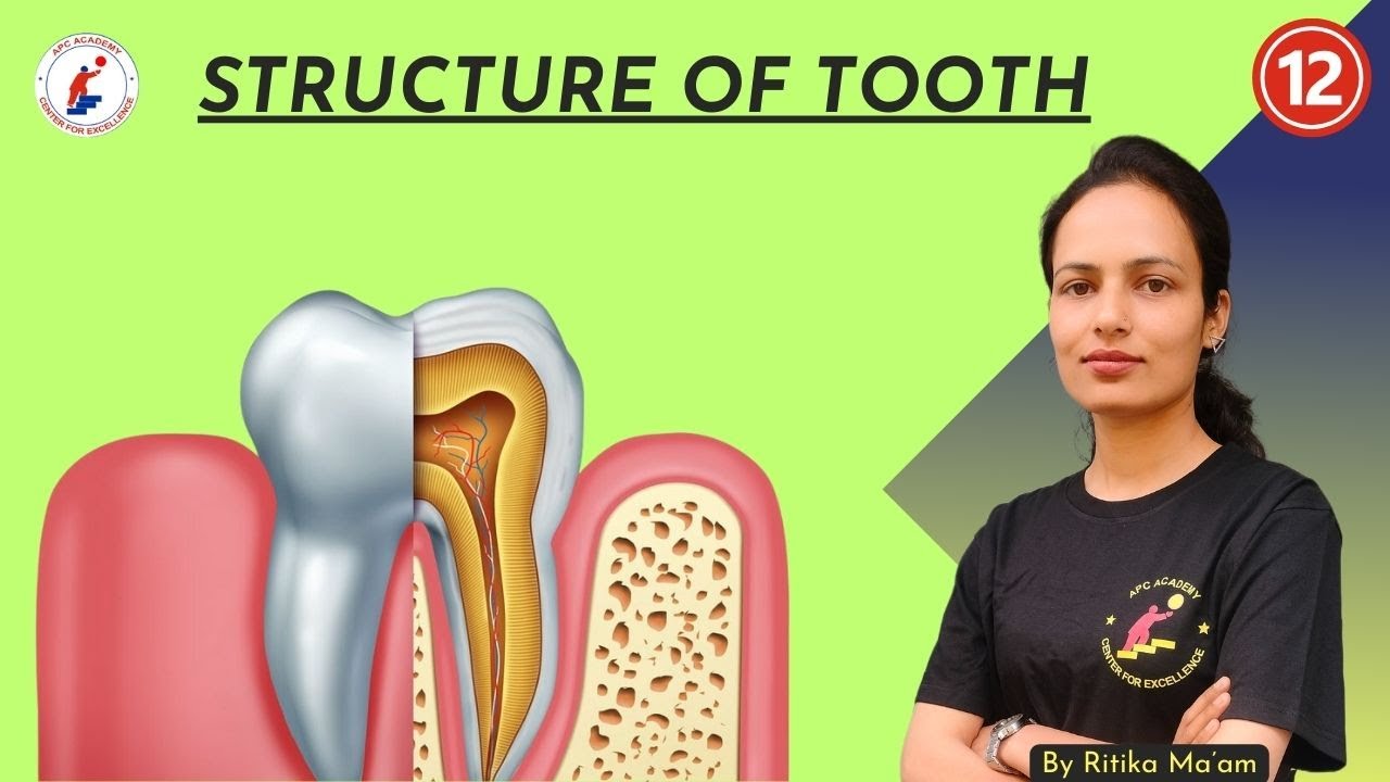 STRUCTURE OF TOOTH || DIGESTION || DIGESTION SYSTEM #pgt2024 # ...