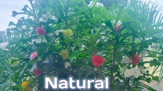 नेचुरल/Natural' video ️