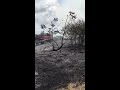 Feu de broussailles au Vauclin (2)
