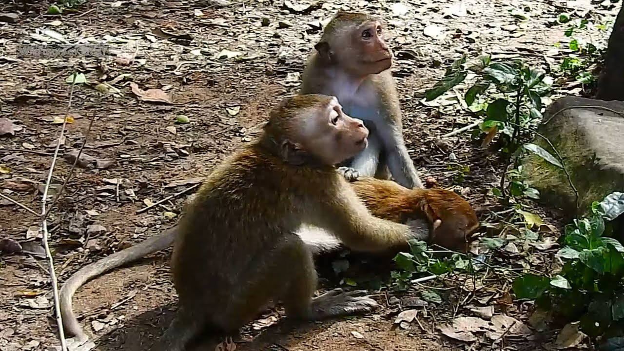 These few days, Popoy always show his bad things to brother SP JR