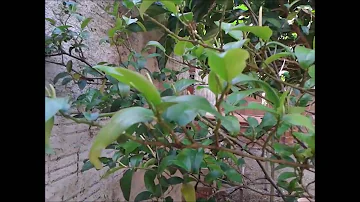 Como cultivar elixir paregórico?