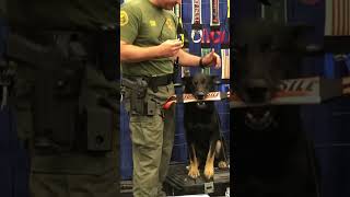 K9 Ronin PCSO, Coolest Pup Ever! | Bulletproof Tugs