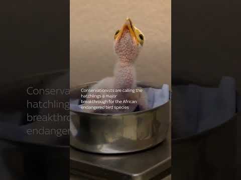 Rare bird species bred at UK <strong>zoo</strong>