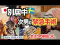 【別居生活】ママ不在で次男が緊急手術を受ける事になった結果...|国際ファミリー