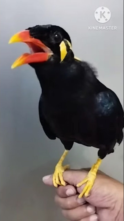 BEO JINAK  PINTAR #shorts