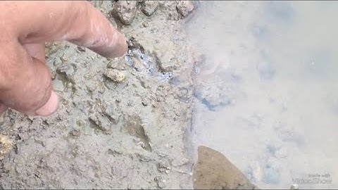 Câu lươn đồng; Cách nhận biết hang lươn (How to identify simple eel and crab cave)