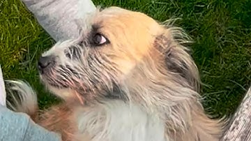 Woman takes terrified shelter dog home. Here