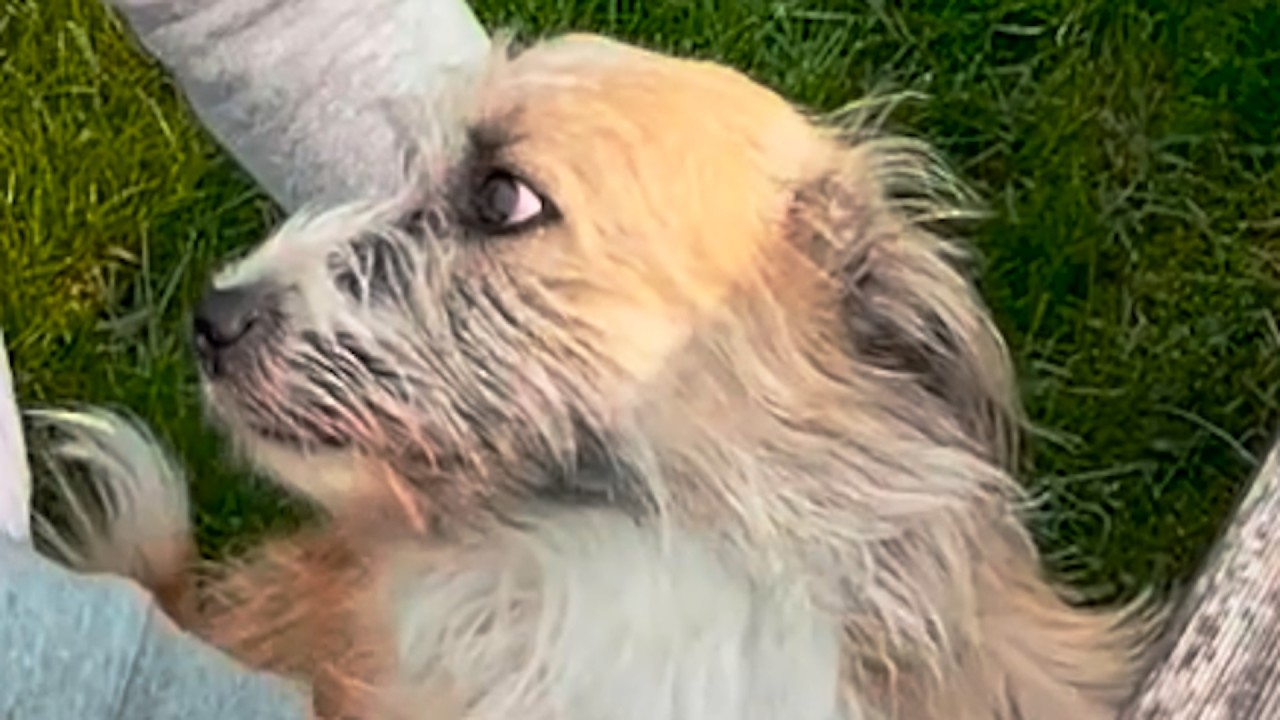 Woman takes terrified shelter dog home. Here's what happened.