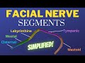 Facial Nerve SEGMENTS - 3D model