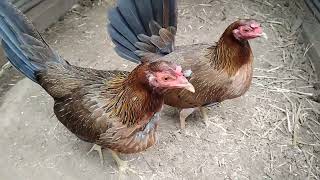 Pure Sweater Pullets Steve Landers Sweetsue Farm