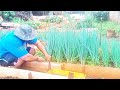 COMO FAZER O CORTE DA CEBOLINHA