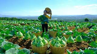 Harvest Heart Cabbages To Sell At The Market – Cook Delicious Dishes With Them – Gardening