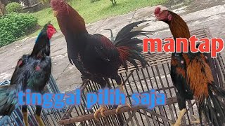 Jatinom Bangkok Chicken Market is a place for good Bangkok chicken and lots of choices.