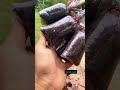 با این ترفند قلمه هاتو ریشه دار کن ترفند باغبانی تکنیک قلمه زنی