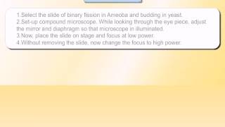 To study (a) binary fission in amoeba and (b) budding
