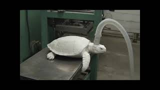 Toothpaste made out of Turtles