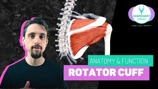 ROTATOR CUFF ANATOMY AND FUNCTION | Yoga Anatomy Lesson