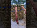 Đây là "địu" của người Mông
