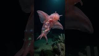 Why DEEP SEA Creatures Look so WEIRD  #facts #deepsea #sea