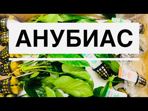 Анубиас 15 сортов