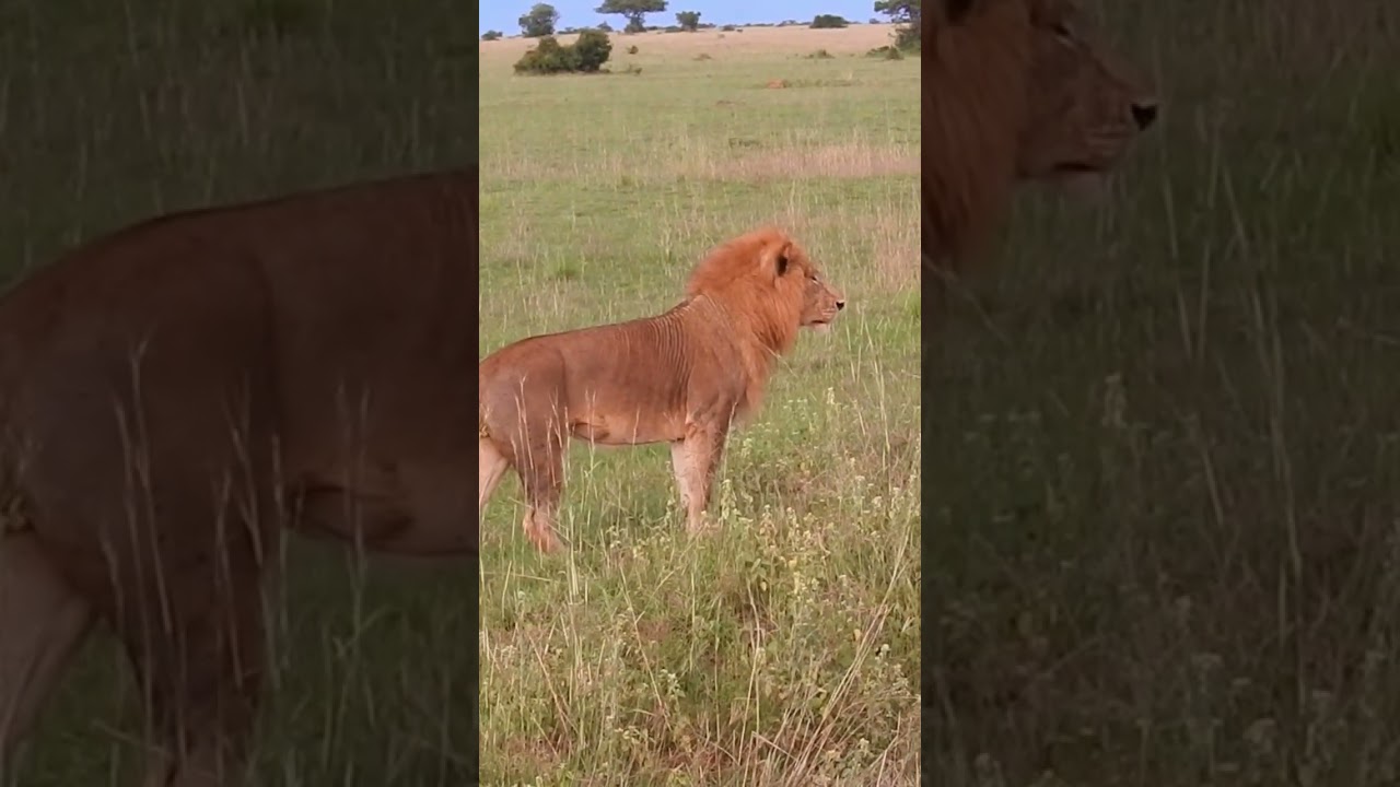 What a lion sighting going for an evening hunt! 