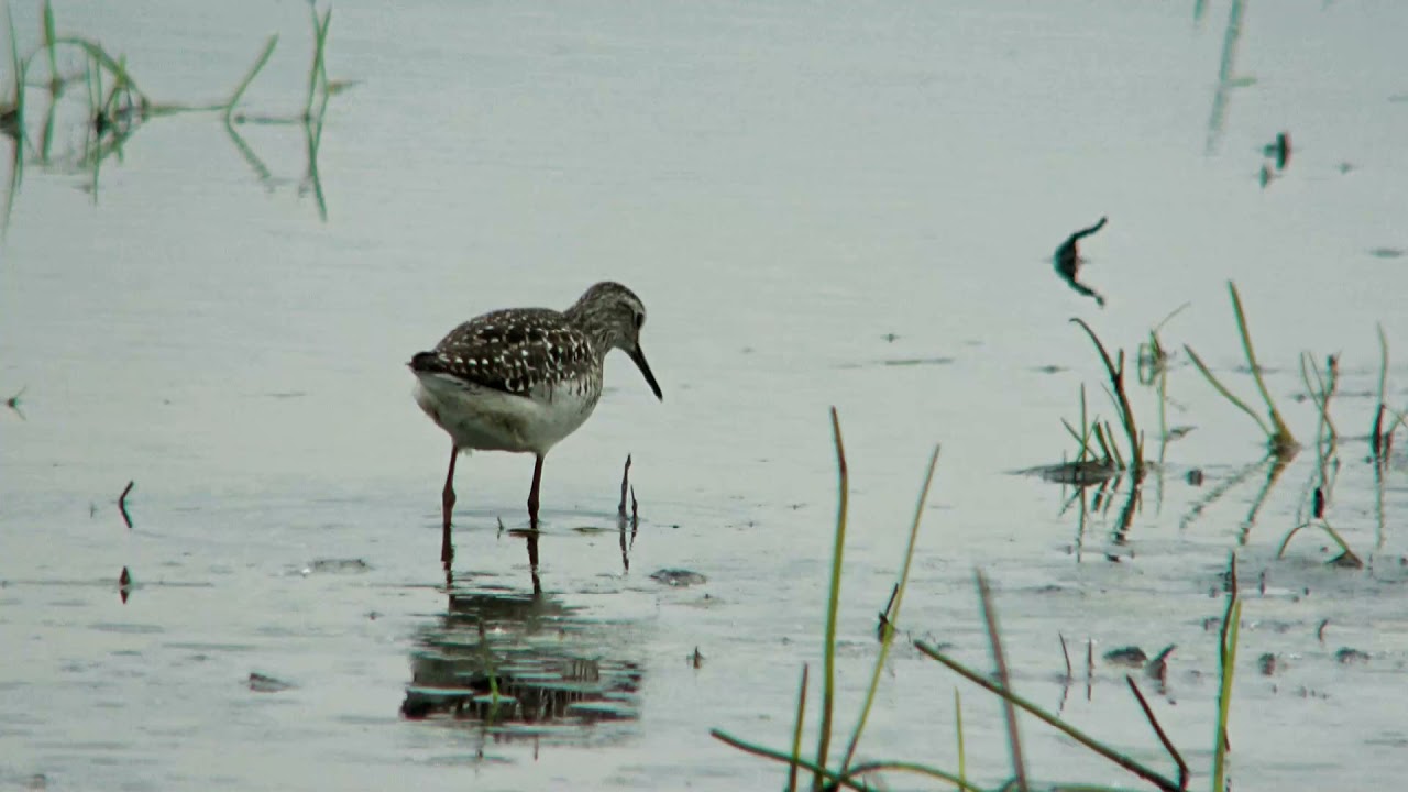 Übersicht Wasserläufer -Aperçu Chevalier - Overview Sandpiper