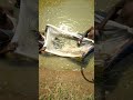 Fish natural tank  machha chasa india farming fishfarming farmer rinku