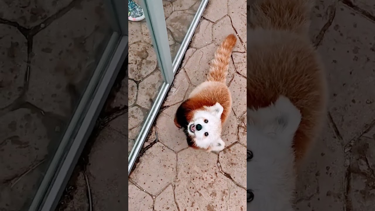Cute Adorable Curious Red Panda 