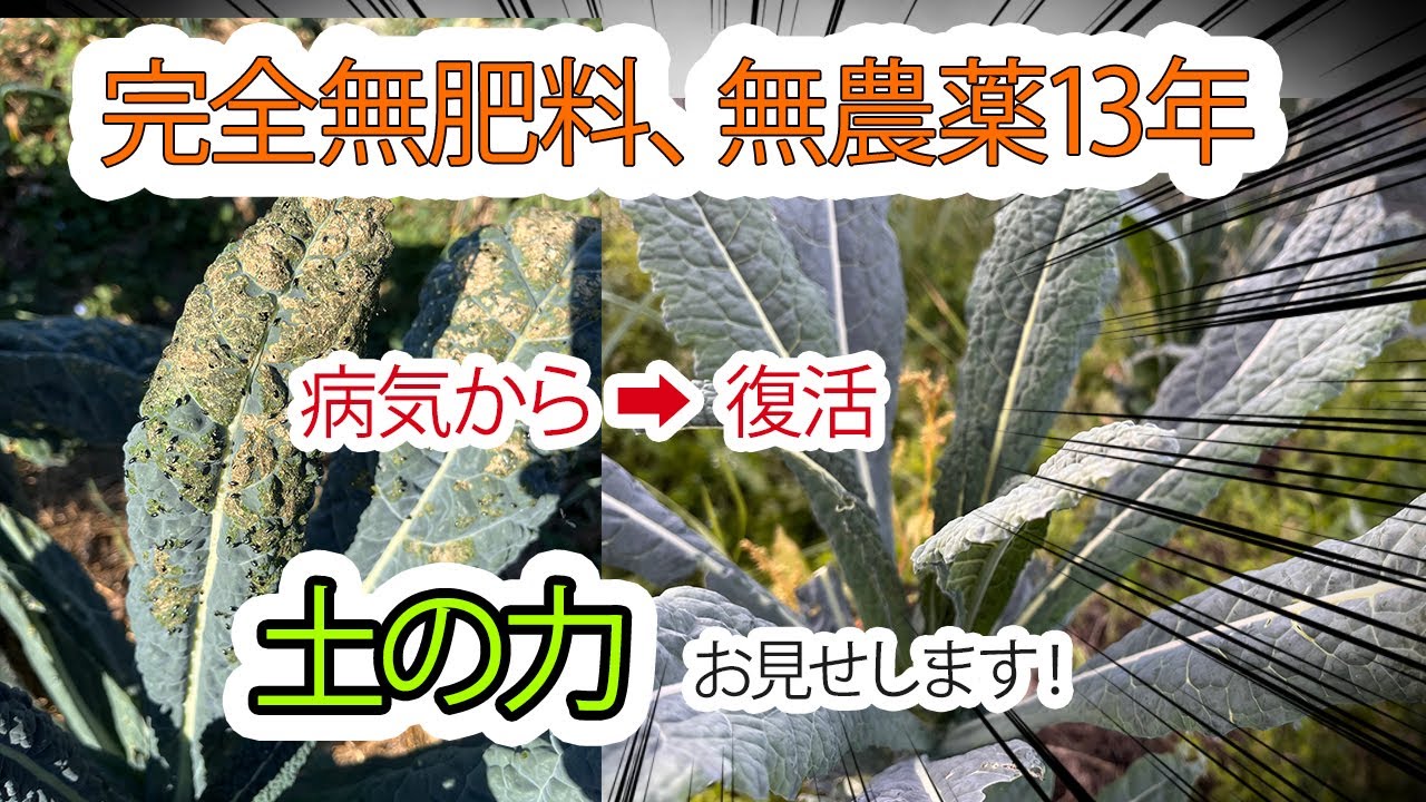 Natural Farming 186] How are the vegetables doing in mid-September