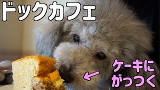 🐶愛犬トイプードルとドックカフェに行ってきた。【トイプードルのグリィ】【dog】【toy poodle】