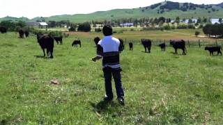 Failed attempt to pet cows