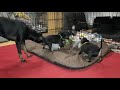 Manchester Terrier - puppies' life - part 10 の動画、YouTube動画。