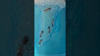 Ants Digging Away