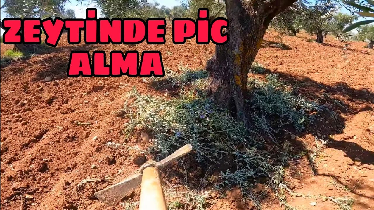 ZEYTİNDE DİP VE ÜST SÜRGÜNÜ (PİC) ALMA ve ÖNEMİ. ..
