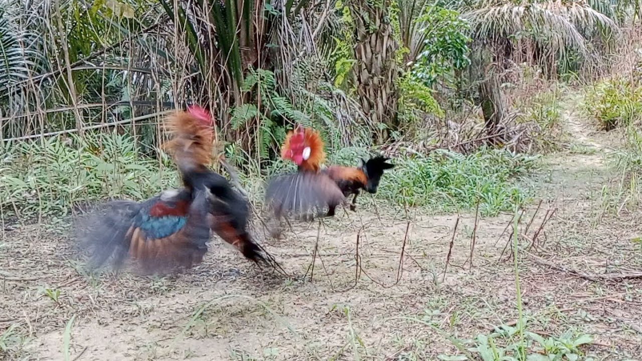 Kokok ayam hutan seperti kokok ayam kampung