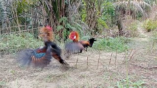 Kokok ayam hutan seperti kokok ayam kampung