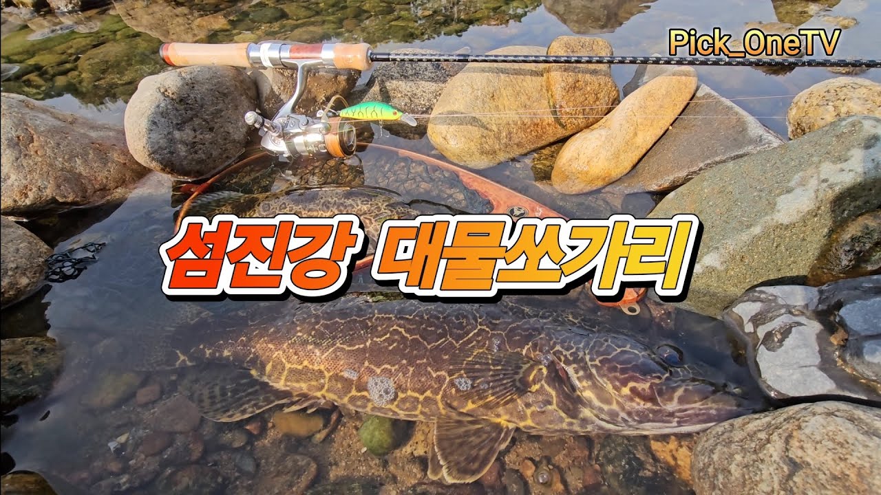 섬진강 대물 쏘가리 ~~~